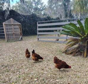 Un espacio exterior cercado con una reja de madera, una palmera y gallinas en el suelo.