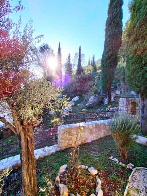 Stroll through a tranquil garden surrounded by lush trees and shrubs, featuring a large flat rock structure and smaller rocks and plants.