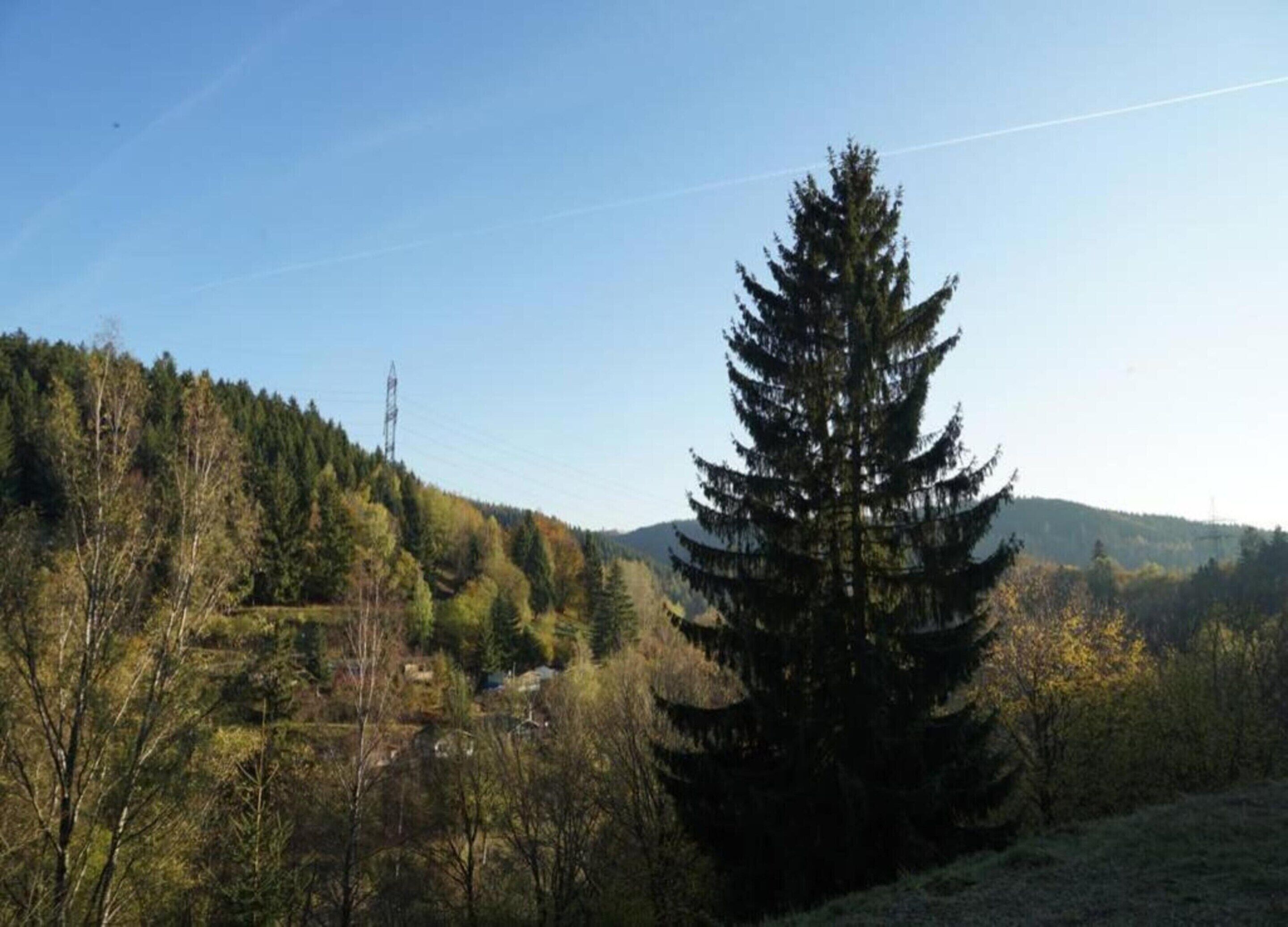 A forested landscape with a prominent evergreen tree, a distant power line tower, and rolling hills in the background.