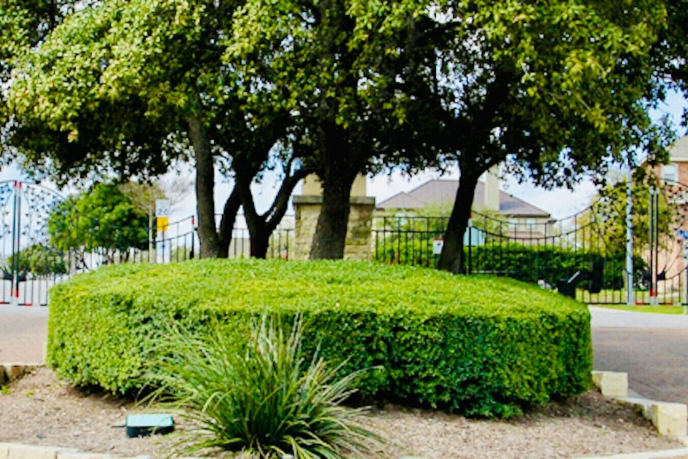 A well-maintained landscaped area with a neatly trimmed hedge, a small bush, and a tree in the background.