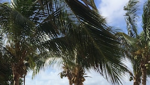 Una playa con palmeras y un kayak en la arena.