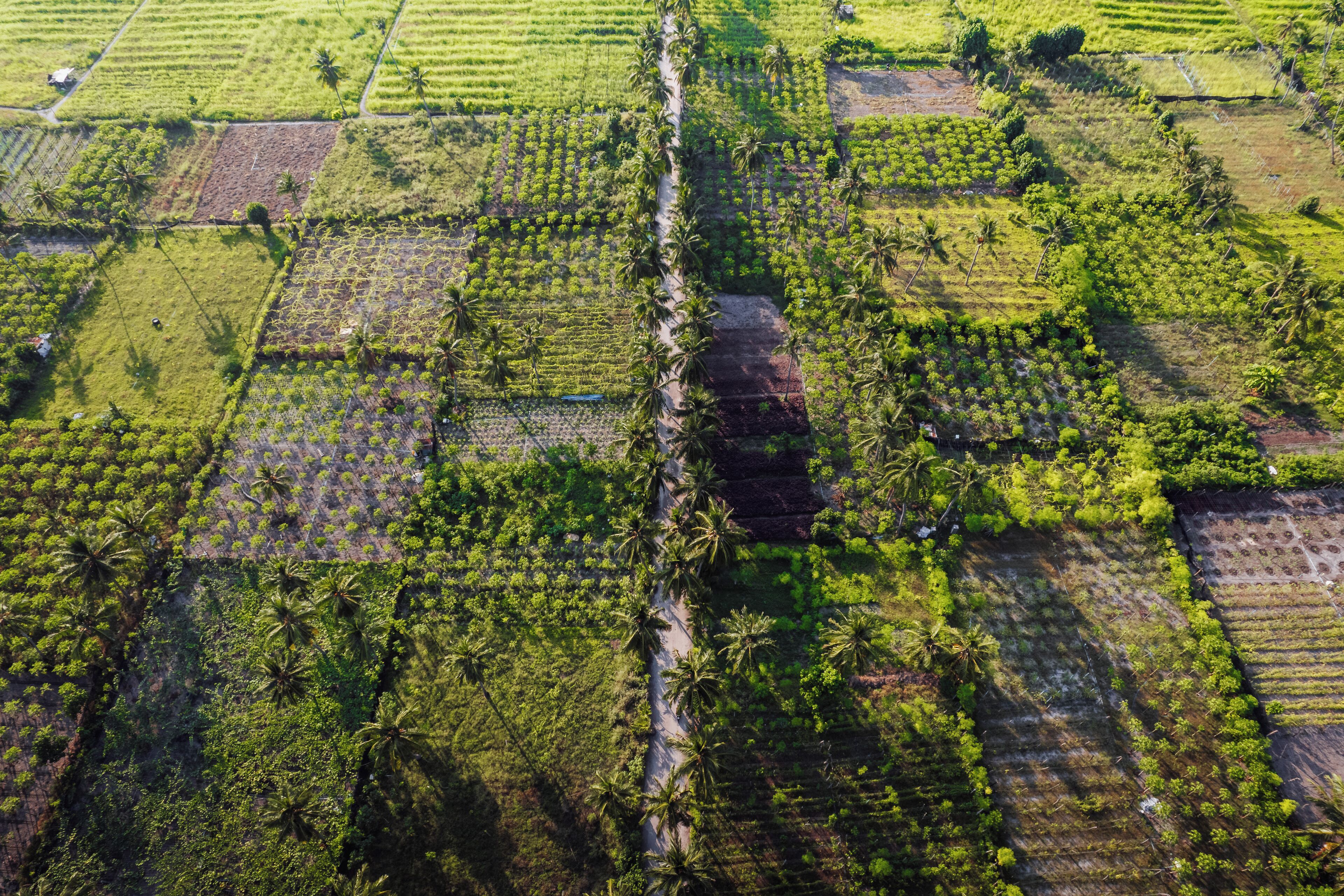 Vista aérea de um campo agrícola em socalcos, com fileiras de plantações e palmeiras espalhadas.