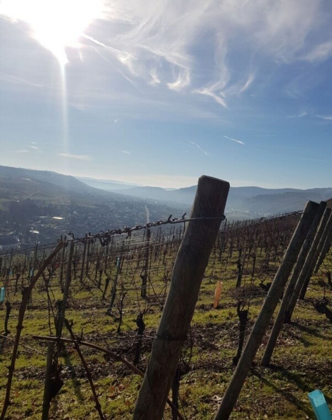 A vineyard with rows of grapevines and a wooden fence.