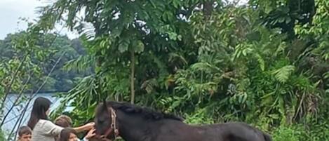 A group of people interacting with a horse in a grassy area surrounded by dense foliage.
