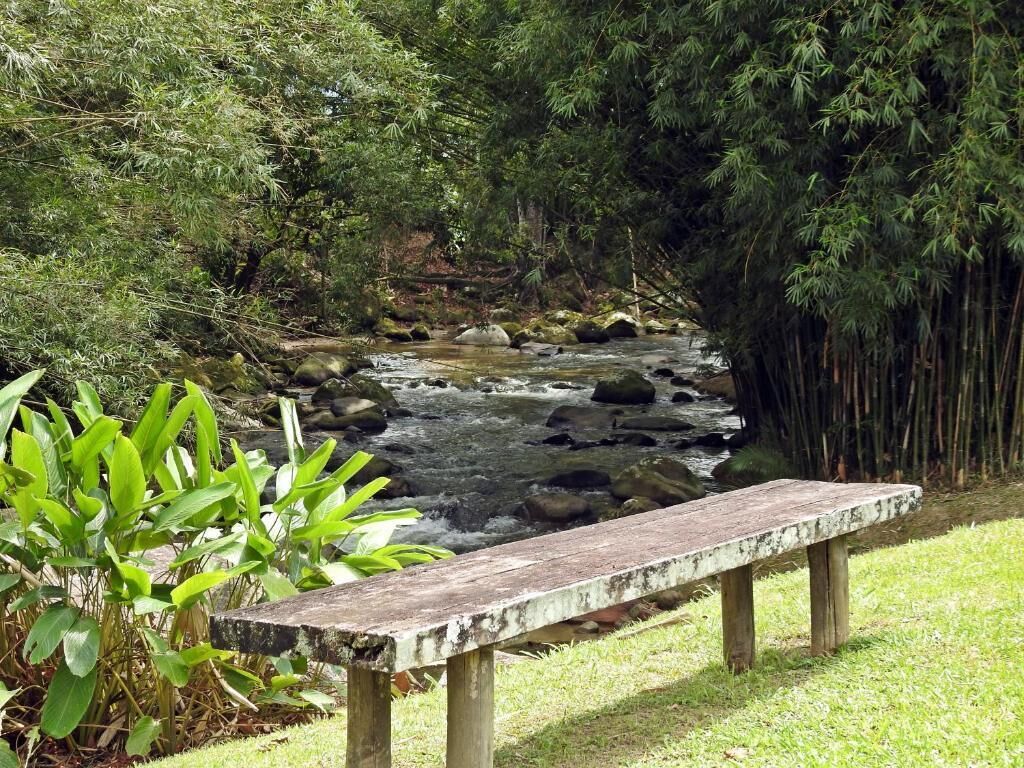 Un banco junto a un arroyo en un parque con abundante follaje.