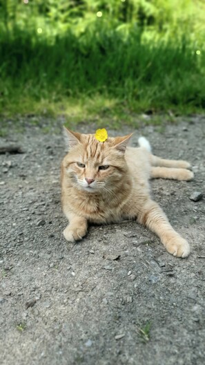 Animaux de compagnie acceptés