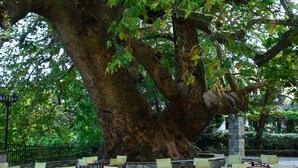 A large tree with a thick trunk and branches, surrounded by outdoor seating with chairs and tables.