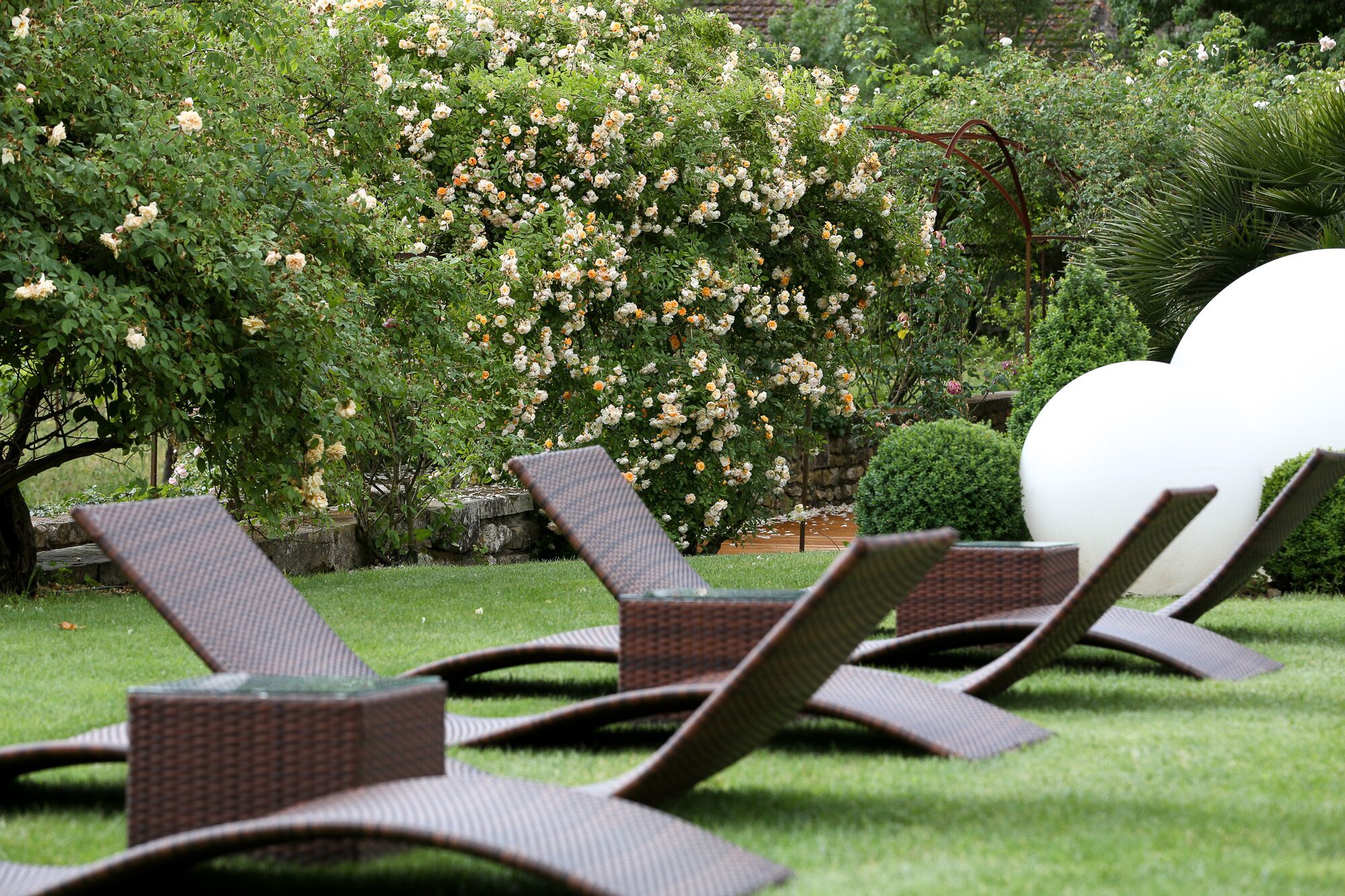 Outdoor lounge chairs arranged in rows on a grassy lawn with a backdrop of flowering bushes and a stone wall.