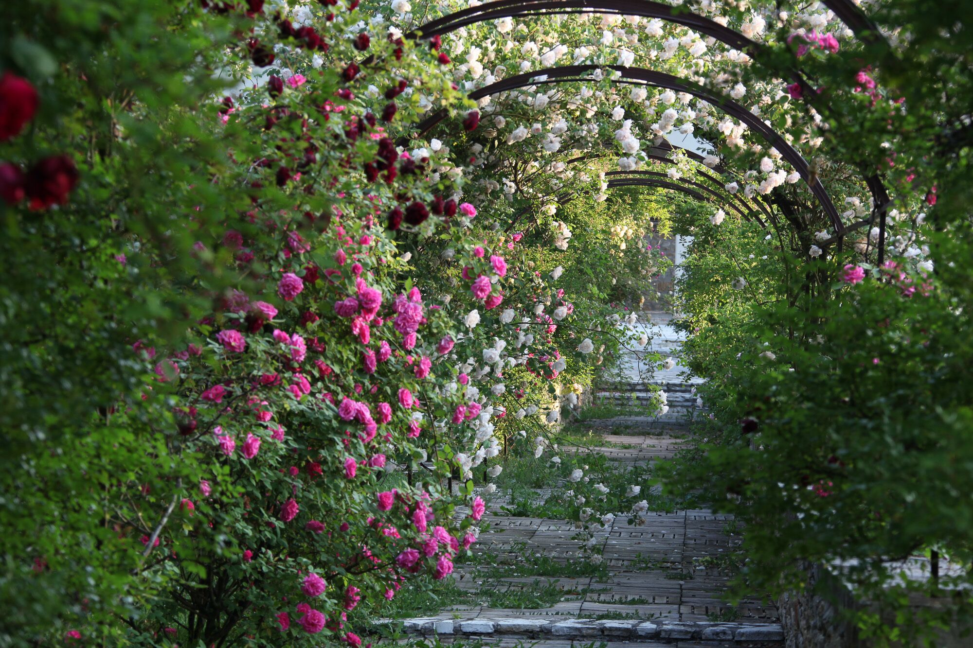Un vialetto in pietra che si snoda attraverso un giardino con archi ricoperti di fiori rosa e bianchi.