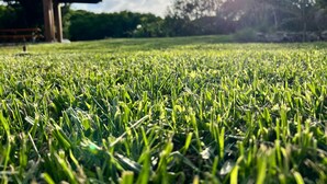 A grassy field with a building structure in the background. - Villa Eden 2' Sea + Free Parking (Sardegna)