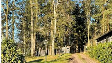 A rural road flanked by tall trees and a wooden fence.