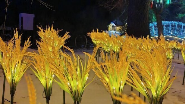 Artificial wheat plants illuminated in a snowy outdoor setting. - Dasheng Chinese Inn (Wusong Island Scenic Area) (Jilin City)
