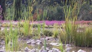 Eine natürliche Landschaft mit Teich, Felsen und vielfältigen Pflanzen.