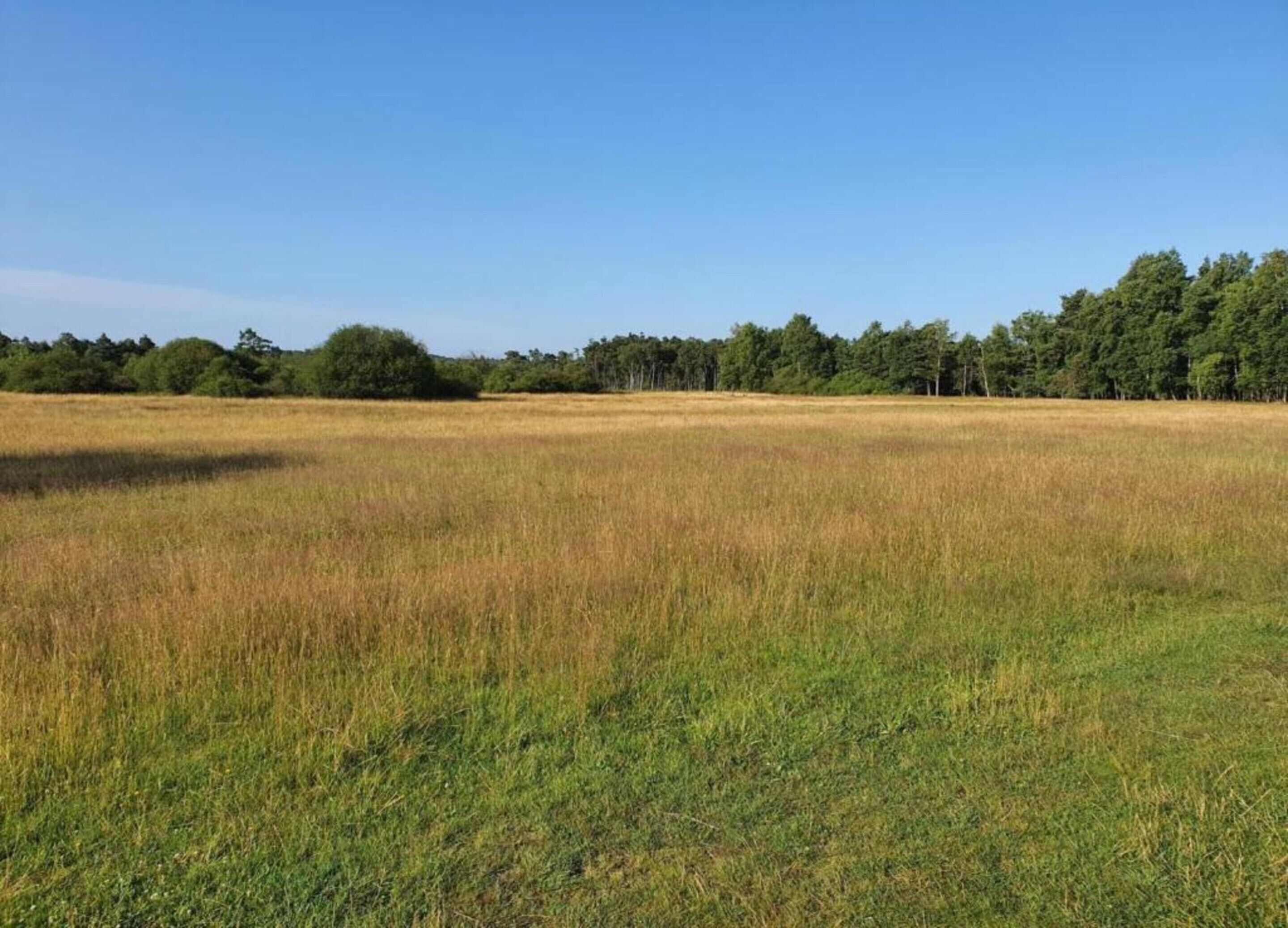 A vast open field with a line of trees in the background.