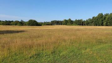 A vast open field with a line of trees in the background.