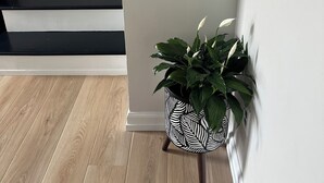 Eine Treppe mit schwarzen Stufen, weißen Wänden, einem Holzboden und einem Blumentopf mit grünen Blättern.