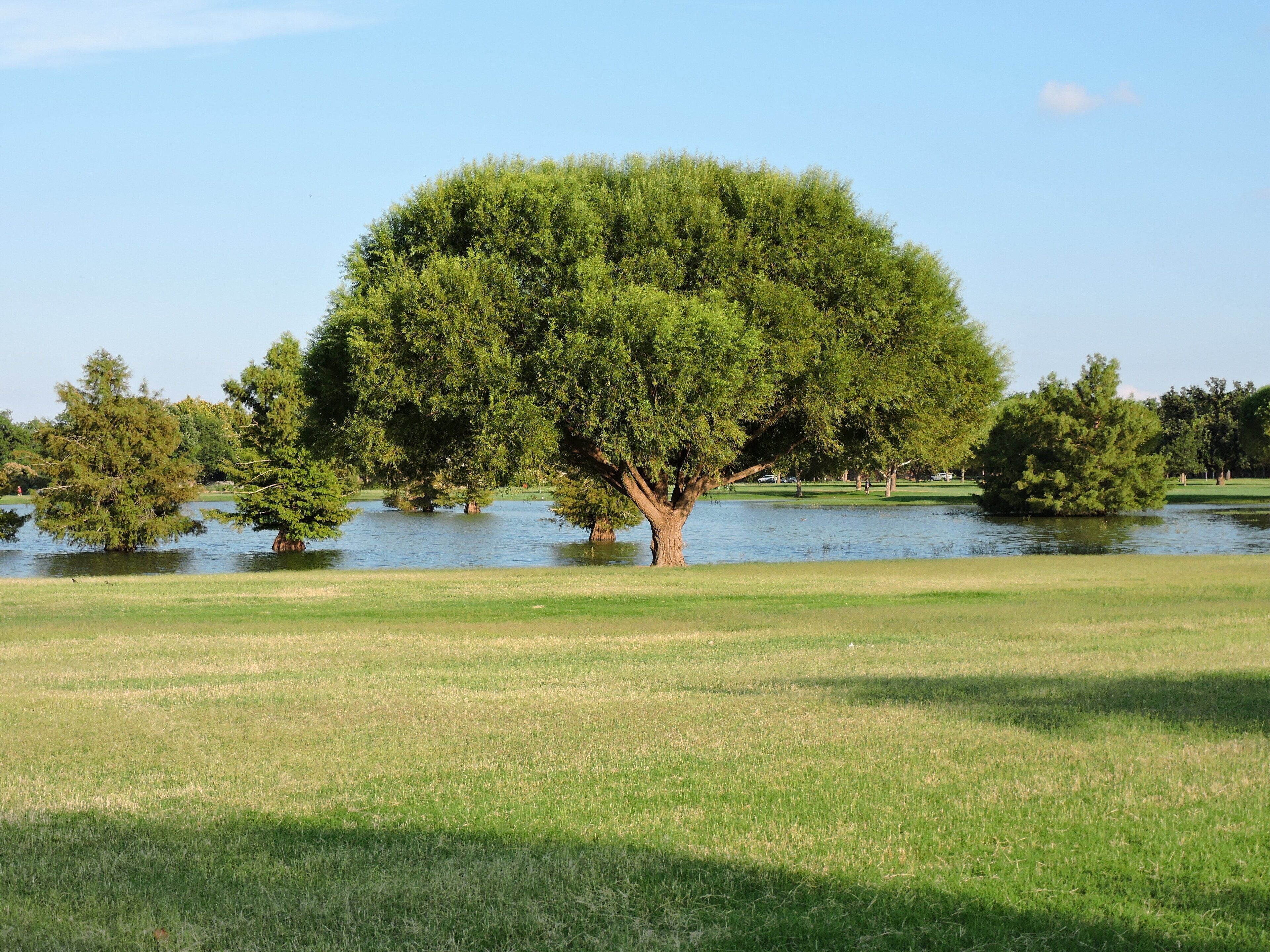 A large tree in a grassy field with a body of water in the background.
