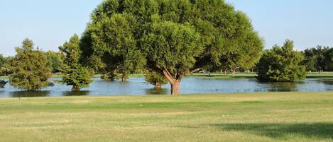 A large tree in a grassy field with a body of water in the background.