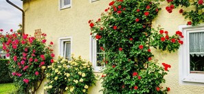 A building with multiple windows, some with curtains, and walls covered with climbing roses. - Luxury Apartment for up to 2 people with a balcony (Prien am Chiemsee)