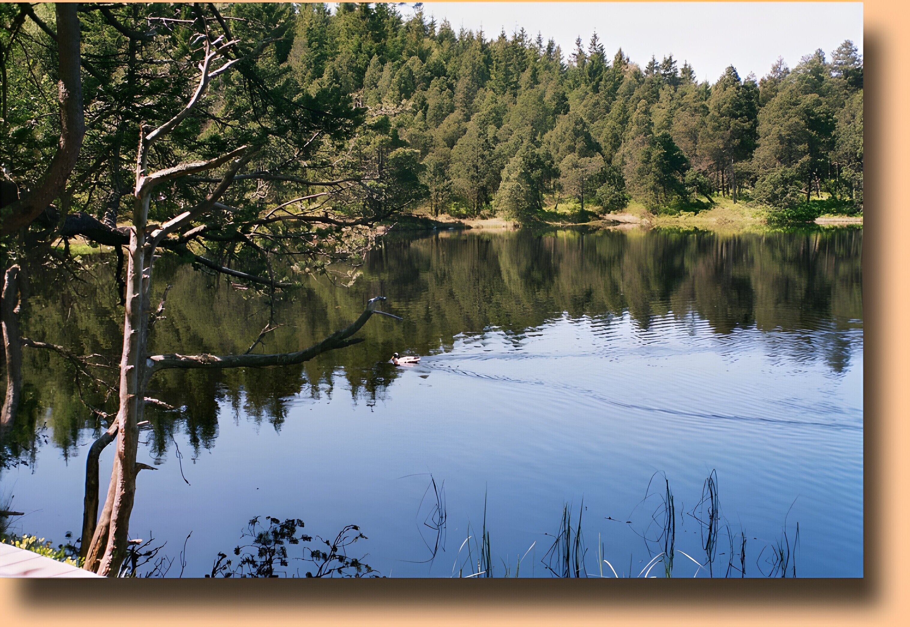 Un lago tranquilo rodeado de árboles.