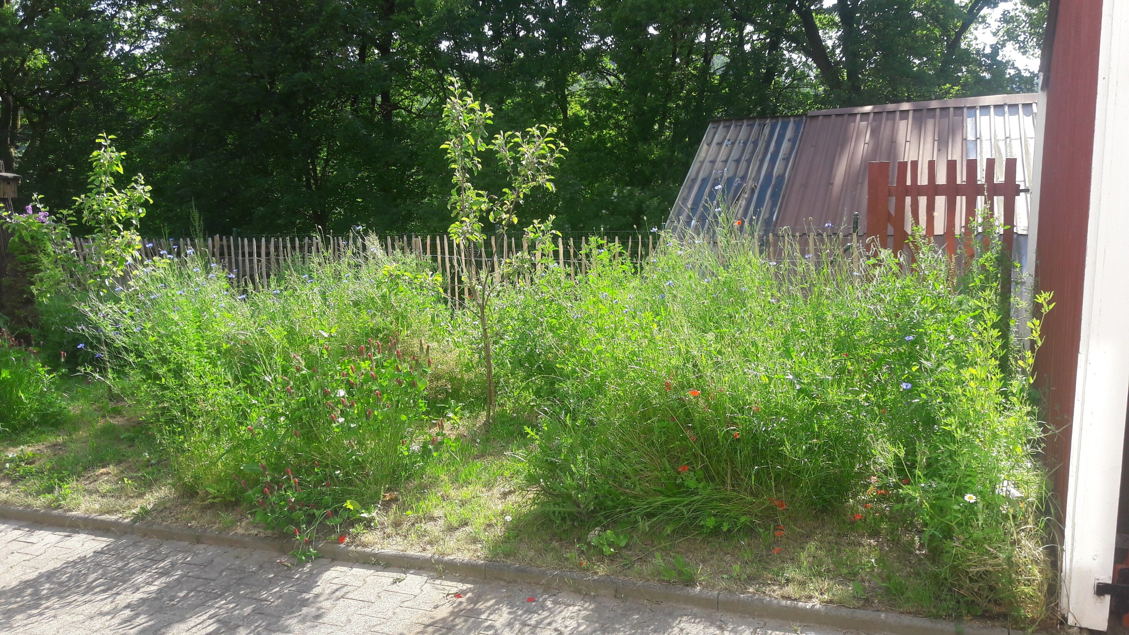 A garden with various plants and a wooden fence.