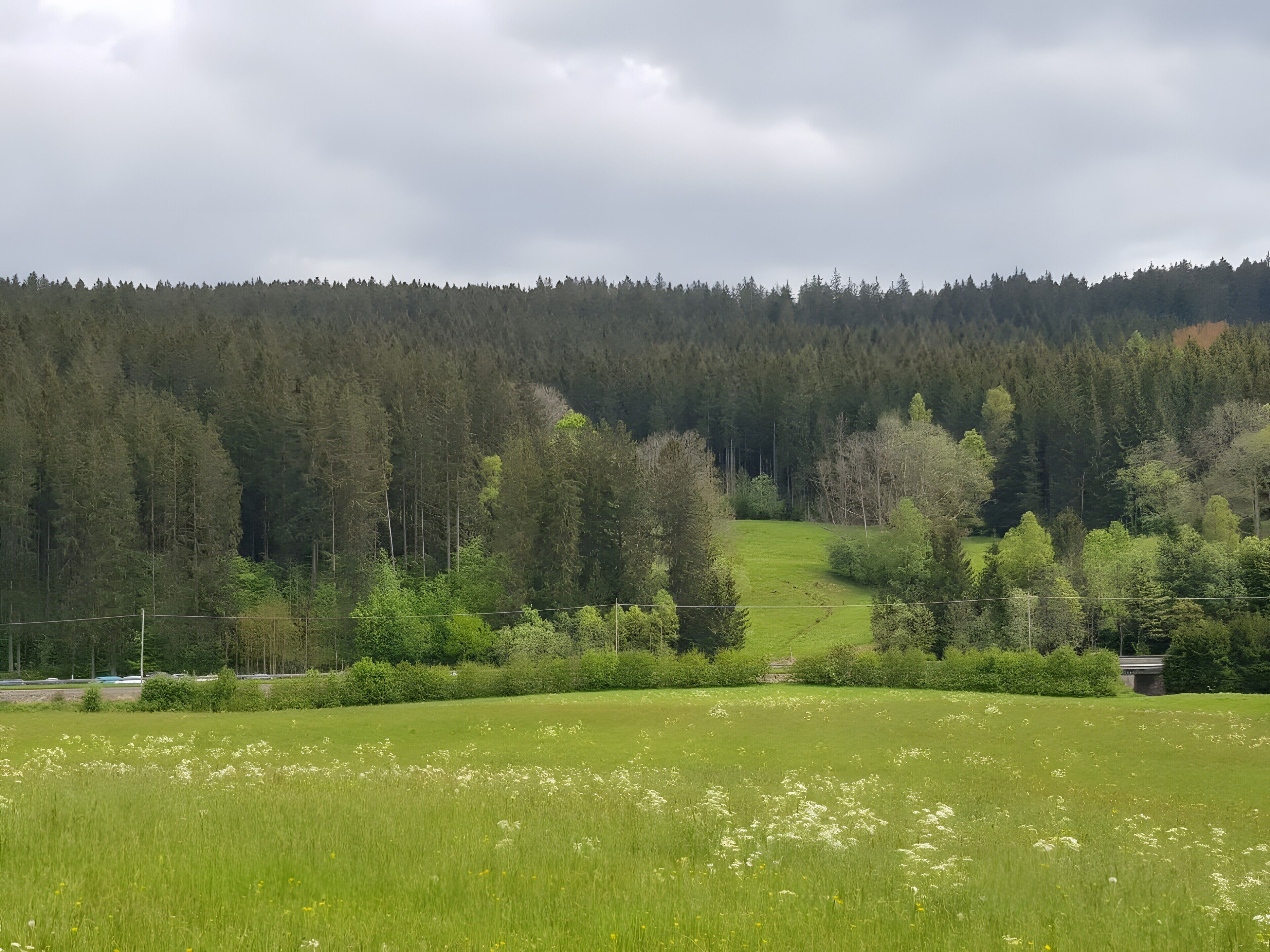 Un campo verde con flores blancas y un bosque al fondo.