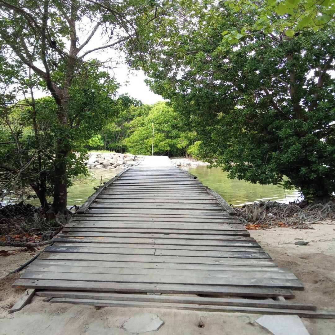 Un muelle de madera que se adentra en una masa de agua, rodeado de vegetación densa.