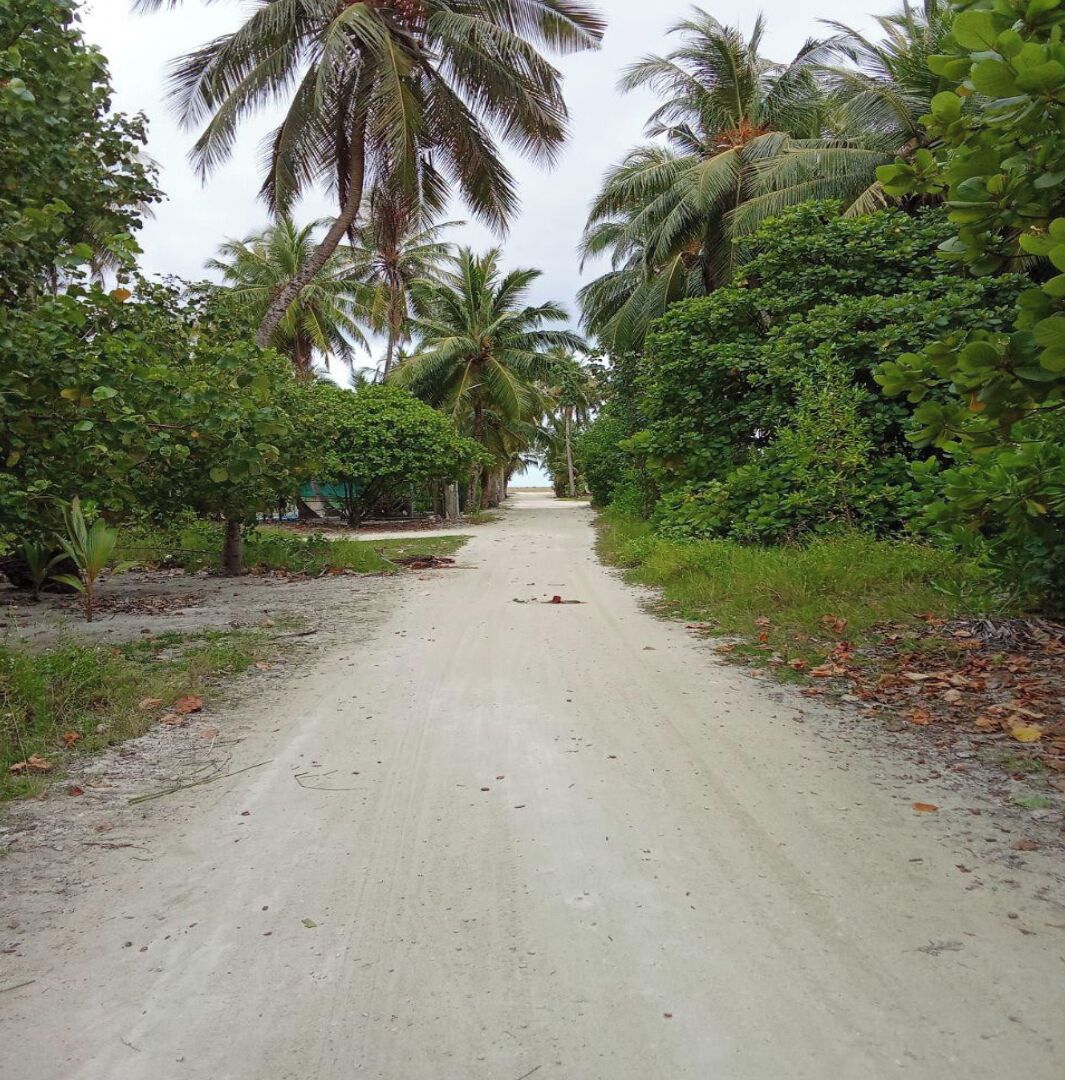 A narrow, unpaved road flanked by lush greenery and palm trees, leading towards a distant horizon.