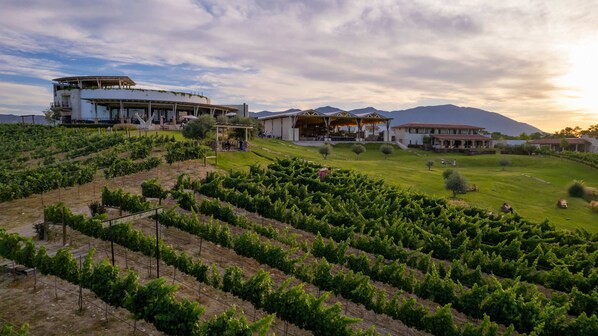 Experience the serene beauty of this vineyard estate, surrounded by lush vineyards and rolling hills.