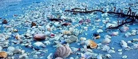 A beach with numerous seashells scattered across the sand.