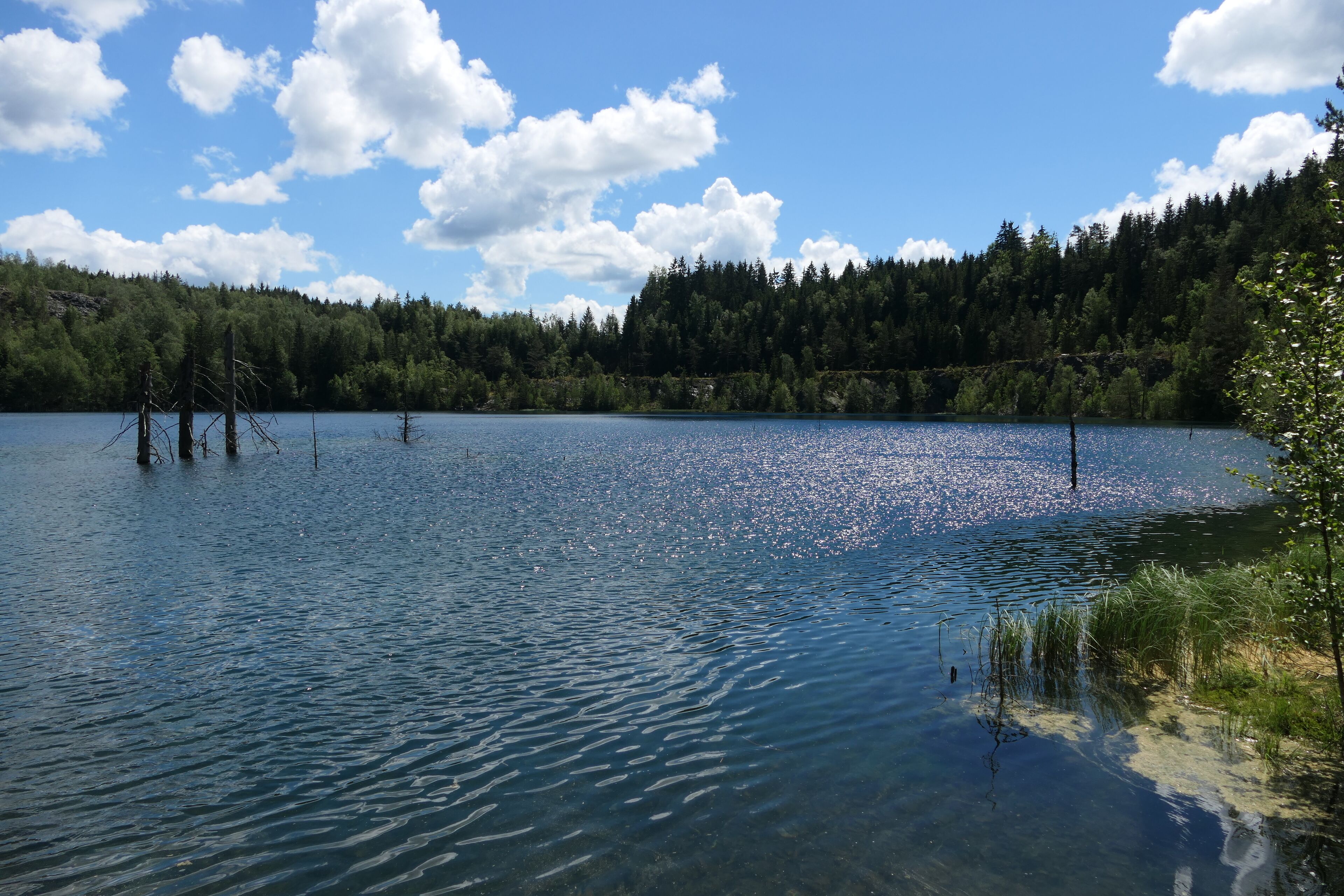 A calm lake surrounded by dense forest.