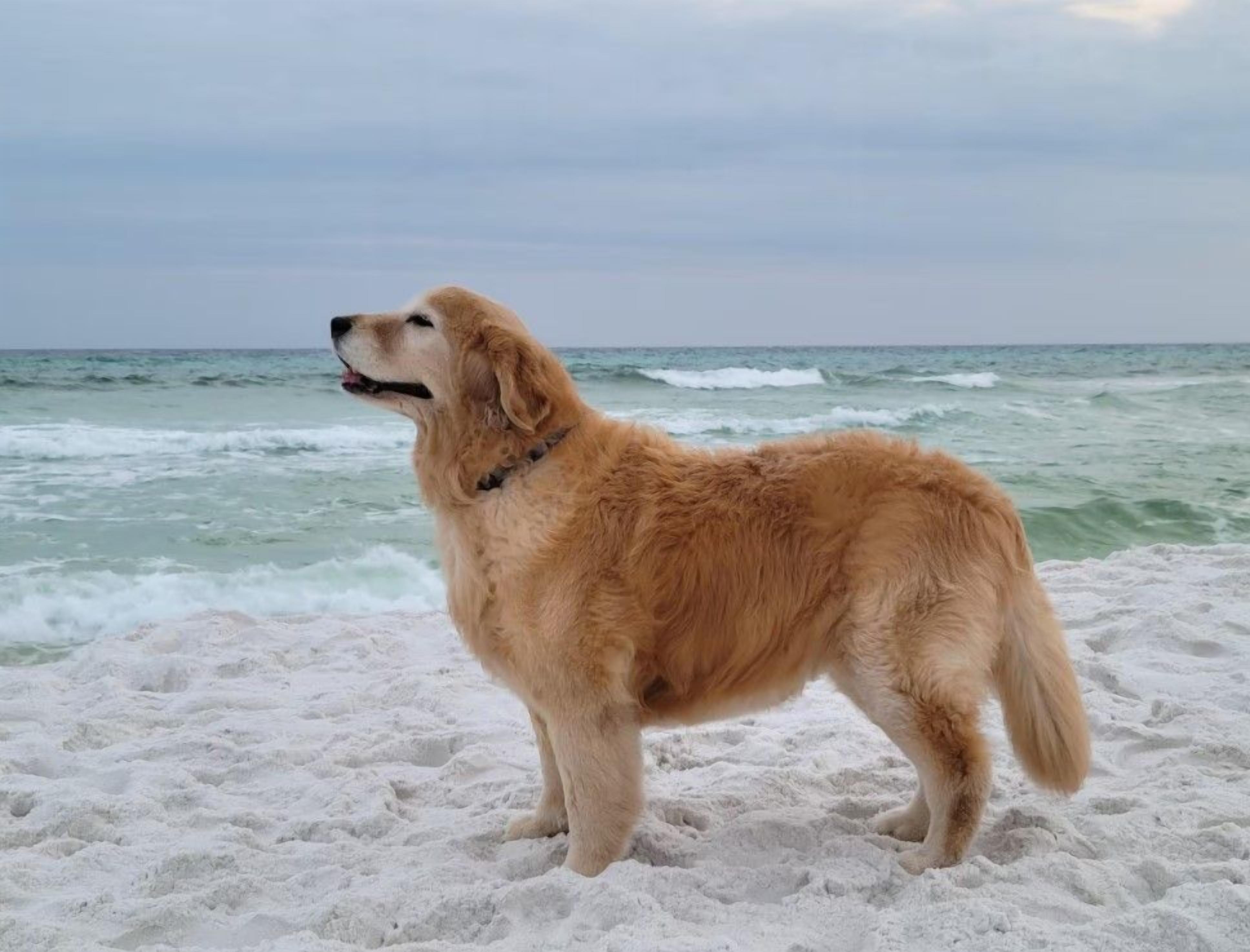 Un golden retriever se tient sur une plage de sable, avec des vagues en arrière-plan.