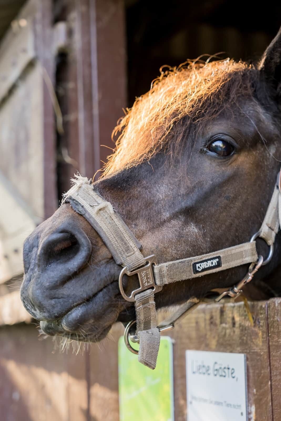 A close-up of a horse's head with a halter, a wooden fence, and a sign with text.