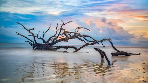 A tree on a beach with calm water and a clear sky.