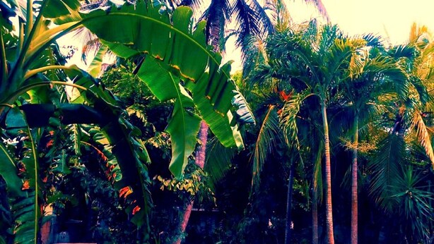 Una piscina rodeada de exuberante vegetación tropical.
