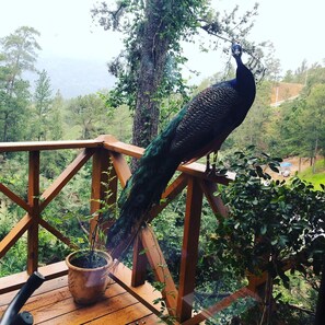 2 bedrooms, free WiFi - Casa de Montaña Villa Maya (Jarabacoa)