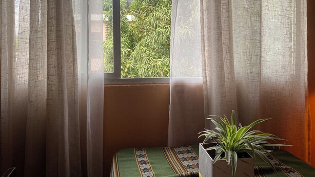 A room with a window, sheer curtains, a potted plant, and a patterned rug.