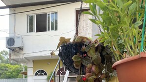 A staircase leading to a second floor, surrounded by potted plants and a white building with a grey roof.
