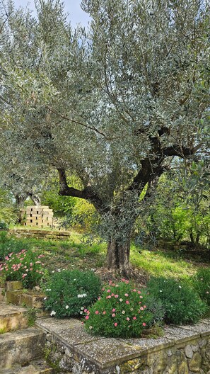 Property grounds - Farmhouse with pool in the hills 5 km from Cupra Marittima. (Massignano)