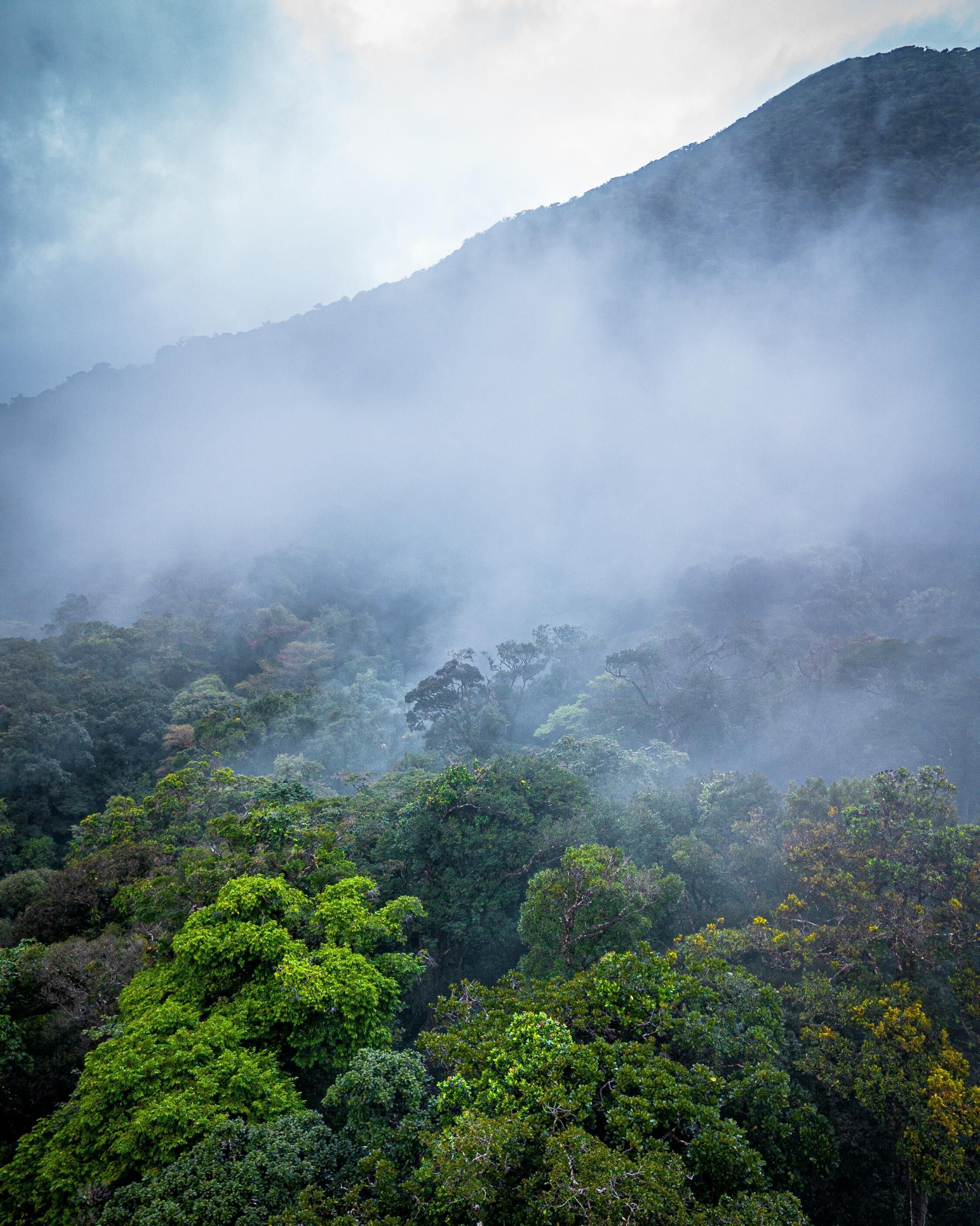 Uma floresta densa com uma montanha ao fundo.