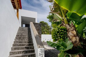 Una escalera conduce a un edificio moderno con un muro de piedra y una palmera.