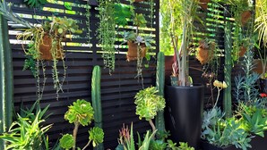 Un jardin vertical comprenant différentes plantes et un cactus.
