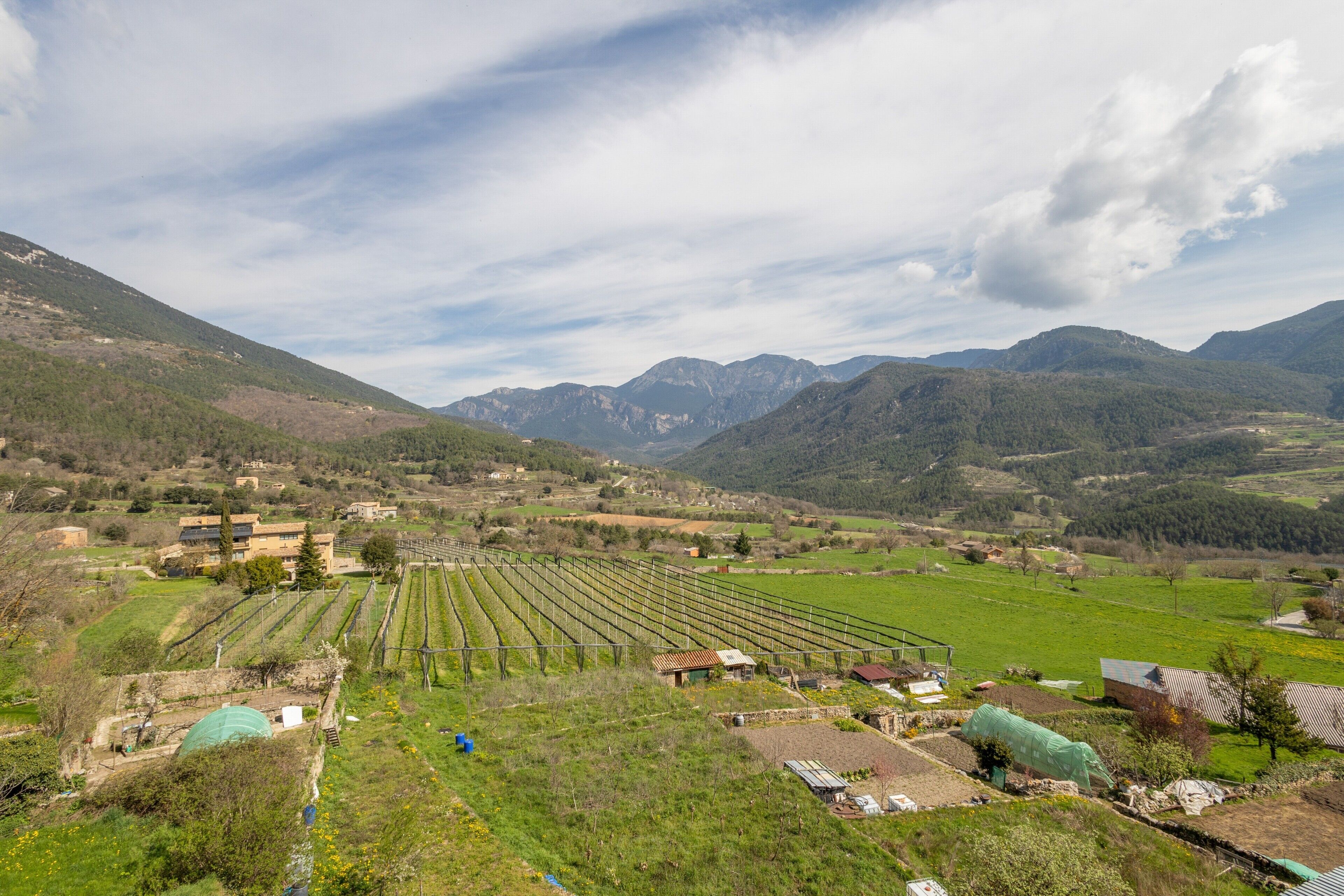 Viñedo con hileras de vides, un edificio pequeño y montañas al fondo.