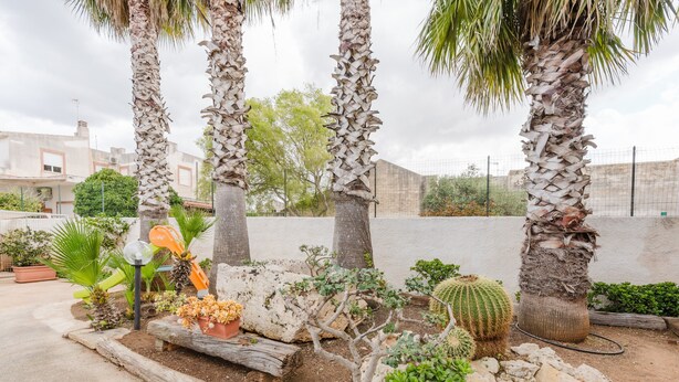 Un jardin agrémenté de palmiers, de cactus et de diverses plantes.