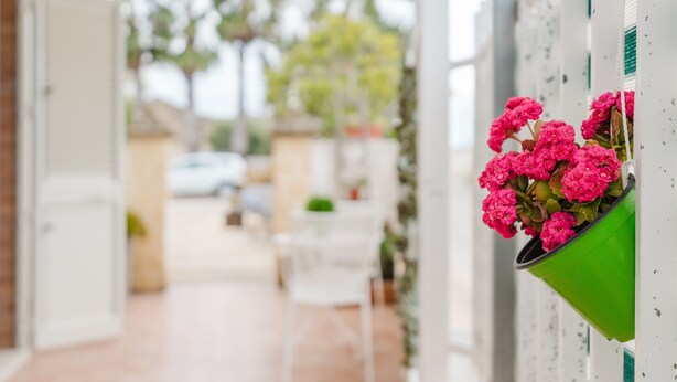 A hallway with a green planter with pink flowers, white walls, and a door leading to a room.