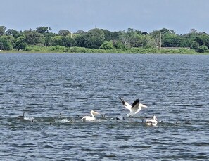 A body of water with several birds, including a pelican, and a distant shoreline with greenery and buildings.