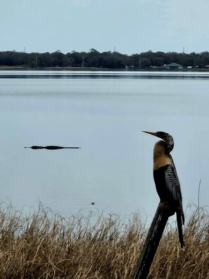 A bird overlooking a calm body of water with a distant shoreline.