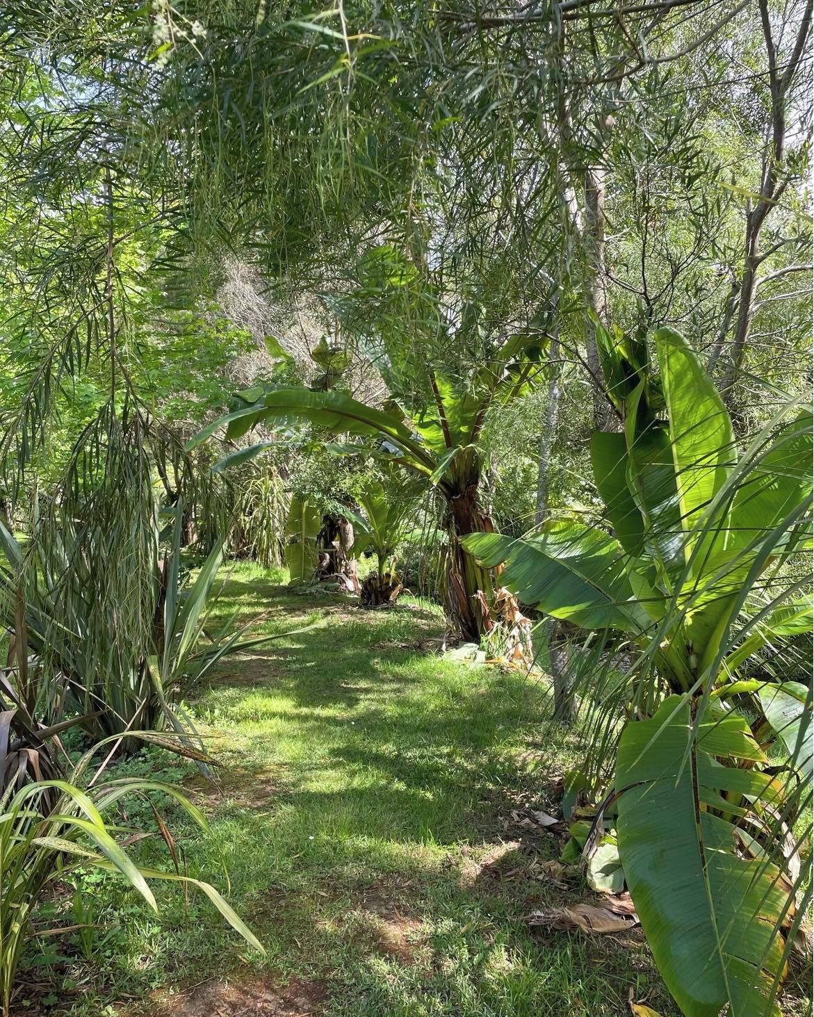 A lush garden with a variety of plants and trees, a grassy path, and a natural setting.