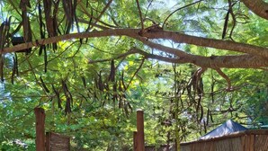 A pathway leading through a lush garden with a wooden pergola overhead and a thatched-roof structure to the right. - Earth bomb Susurros del Mar Cabin (Bolívar)