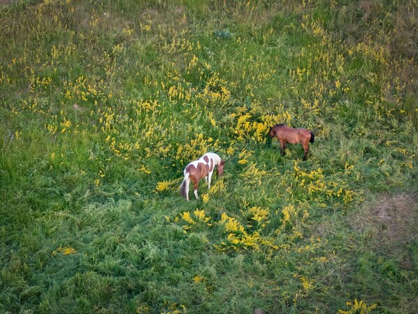 Two horses grazing in a field of yellow flowers.